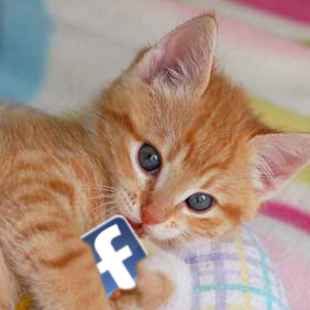 kitten-and-facebook_email